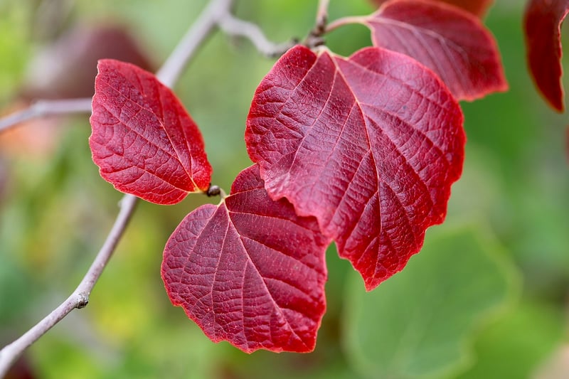 Witch Hazel Flower